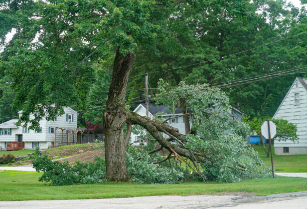 Best Storm Damage Tree Cleanup  in Prosper, TX